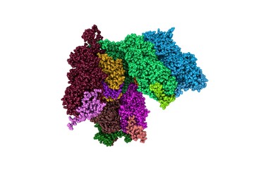 Epstein-Barr virus, C5 penton vertex, CATC absent. Space-filling molecular model. Rendering with differently colored protein chains based on protein data bank entry 7br8. 3d illustration