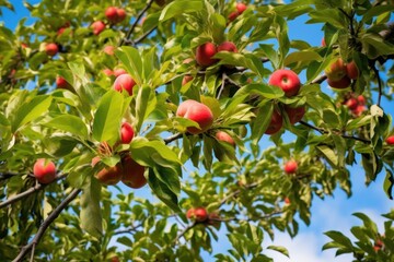branches heavy with ripe apples ready for harvest