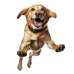 Golden retriever or labrador jumping isolated on a transparent background.