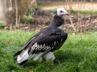 White-headed Vulture, Trigonoceps occipitalis stands on the grass and looks for food.