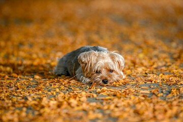 Cute Yorkshire Terrier dog with floppy ears lies on a bed of yellow and orange autumn leaves
