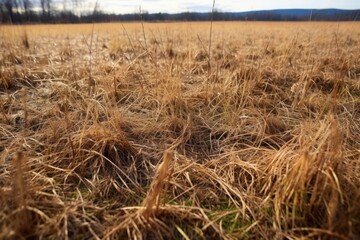 Fototapeta premium patches of brown, dying grass in a field