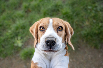 beagle dog portrait