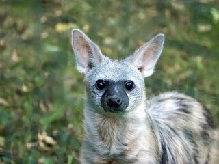 Obraz premium Portrait of the smallest hyena representative, Erdwolf, Proteles cristatus hyrio.