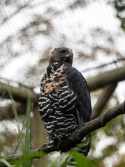 Crowned Eagle, Stephanoaetus coronatus, sits on a branch and observes the surroundings.