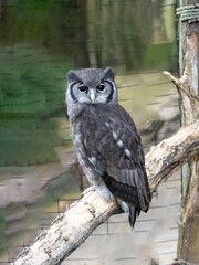 Verreaux's Eagle-Owl, Bubo lacteus, perched on a large branch. - 664866956