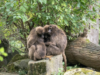 Female Gelada, Theropithecus gelada, huddle together for warmth on a cold morning.
