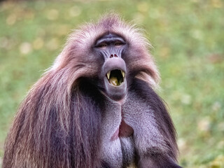 A male Gelada, Theropithecus gelada, yawns and shows his massive canines.