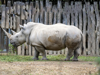 Naklejka premium A Southern White rhinoceros, Ceratotherium simum simum, stands on arid ground and observes its surroundings