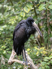African openbill, Anastomus lamelligerus, sits on a tall tree and observes the surroundings