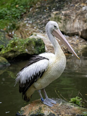 A Great White Pelican, Pelecanus onocrotalus, stands on a boulder by the water and looks for food