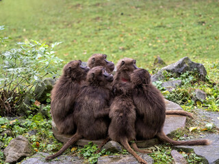 Female Gelada, Theropithecus gelada, huddle together for warmth on a cold morning.