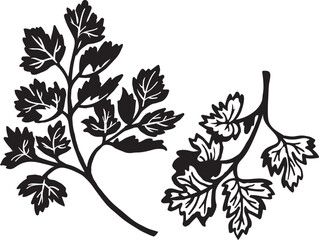 Chervil Kitchen herb. Hand drawn vector plant illustration