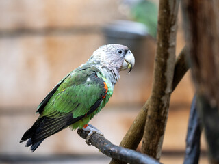 Brown-necked Parrot, Poicephalus robustus fuscicollis, sits on a bare branch and observes the surroundings