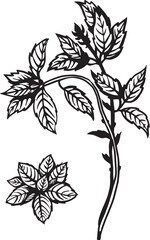 Basil Kitchen herb. Hand drawn vector plant illustration