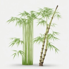 bamboo isolated on white background