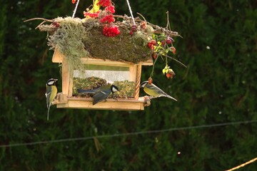 on a decorative bird feeder are squabbling great tits at a sunny autumn day           - obrazy, fototapety, plakaty