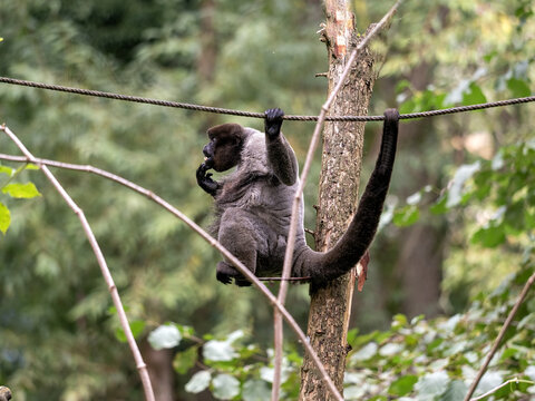 Woolly monkey, Lagothrix lagotricha, deftly climbs branches and holds on with its tail