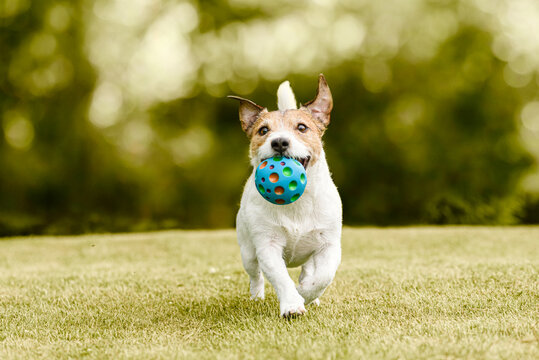 Happy dog playing with a pet toy ball training to fetch and retrieve objects