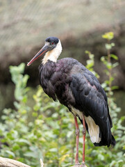 Woolly-necked Stork, Ciconia episcopus microscelis, stands on a log and observes the surroundings
