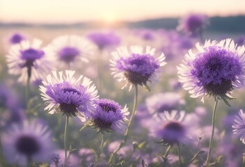 Fototapeta premium field of lavender flowers