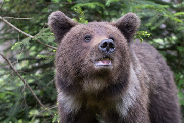 Brown bear close up headshot in green forest.