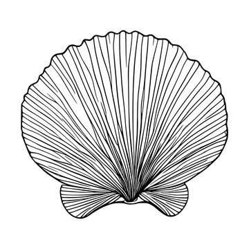 recommend clip art: Seashell, clam shell