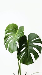 Generative AI image of tropical leaves on a white background