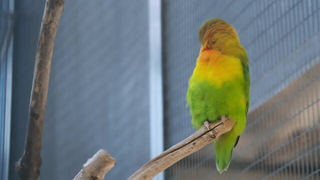 colorful parrot sits on a branch