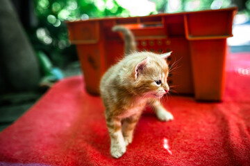 Newborn red kitten tentatively taking its first steps into the world. Abandoned and seeking a...