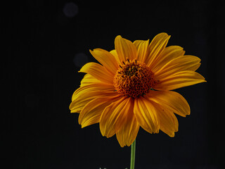 Bright beautiful bouquet of yellow white and red flowers, fragment, close. High quality photo         