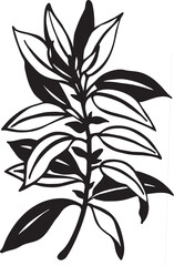 Common sage Kitchen herb. Hand drawn vector plant illustration