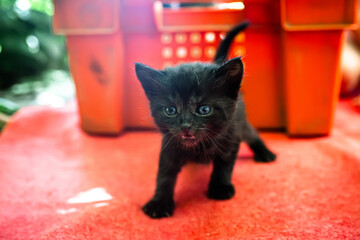 precious, recently born black kitten takes its initial steps, filled with curiosity. These...