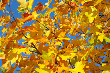 autumn leaves on a tree background