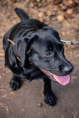 Top view, portrait of a black labrador dog sitting in the park.