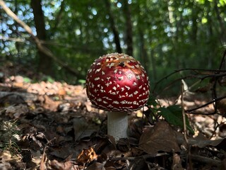 Young Amanita muscaria Mushroom