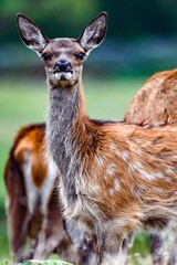 Deer staring down camera lens