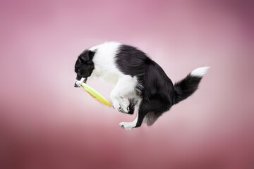 clever black and white border collie dog catching yellow frisbee near purple glass building in the city centre - obrazy, fototapety, plakaty
