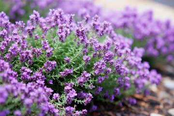 Fototapeta premium thyme plant with tiny purple flowers