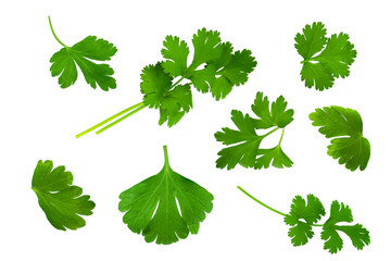 Set of coriander or parsley leaves isolated on white background with png.