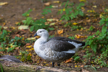 Magellanic goose - Chloephaga picta stands in a meadow in the grass.