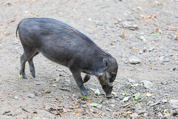 Visayan pig - Sus cebifrons resting and looking for food in the space.