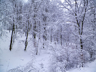Winter forest in Wiezyca, Kashubia, northern Poland