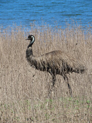 Australian Emu hiding in the tall grass on the edge of a lake in NSW