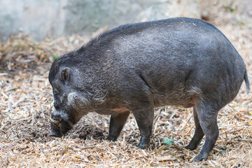 Visayan pig - Sus cebifrons resting and looking for food in the space.