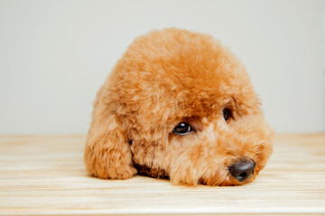 A small beautiful red poodle lies on a light wooden background. Close up pet portrait. Front view