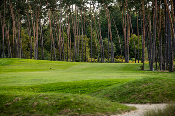 Golf green in beautiful pine forest. Green Grass and wonderful calm nature. Lush Golf Course Nestled in Pine Forest Serenity