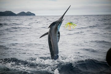 Blue marlin fish jumping in the ocean