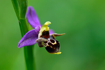 Woodcock bee-orchid // Gehörnte Ragwurz (Ophrys oestrifera) - Nestos-Delta, Griechenland