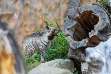Hyena - Hyaena hyaena in its natural habitat. Young hyenas fight over food.